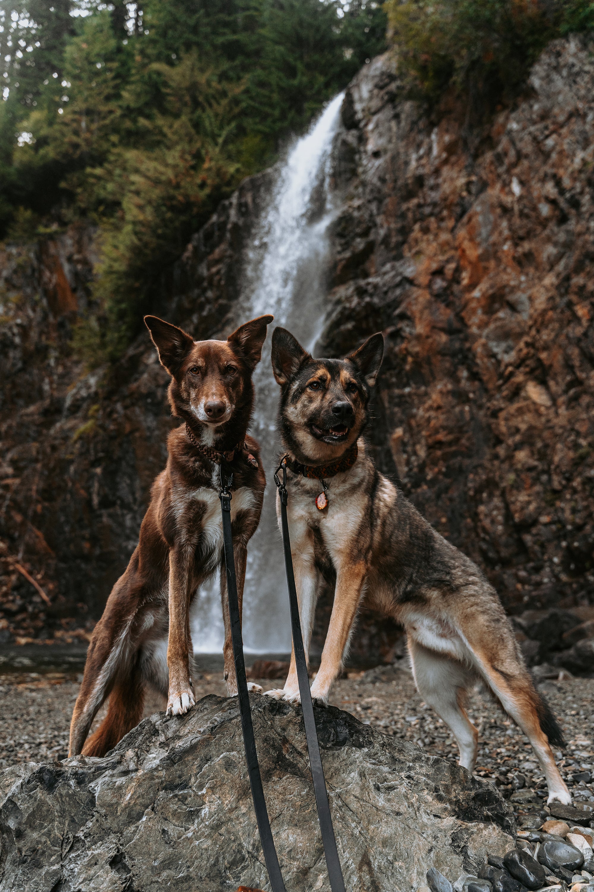 Parade • multi-dog sectional leash