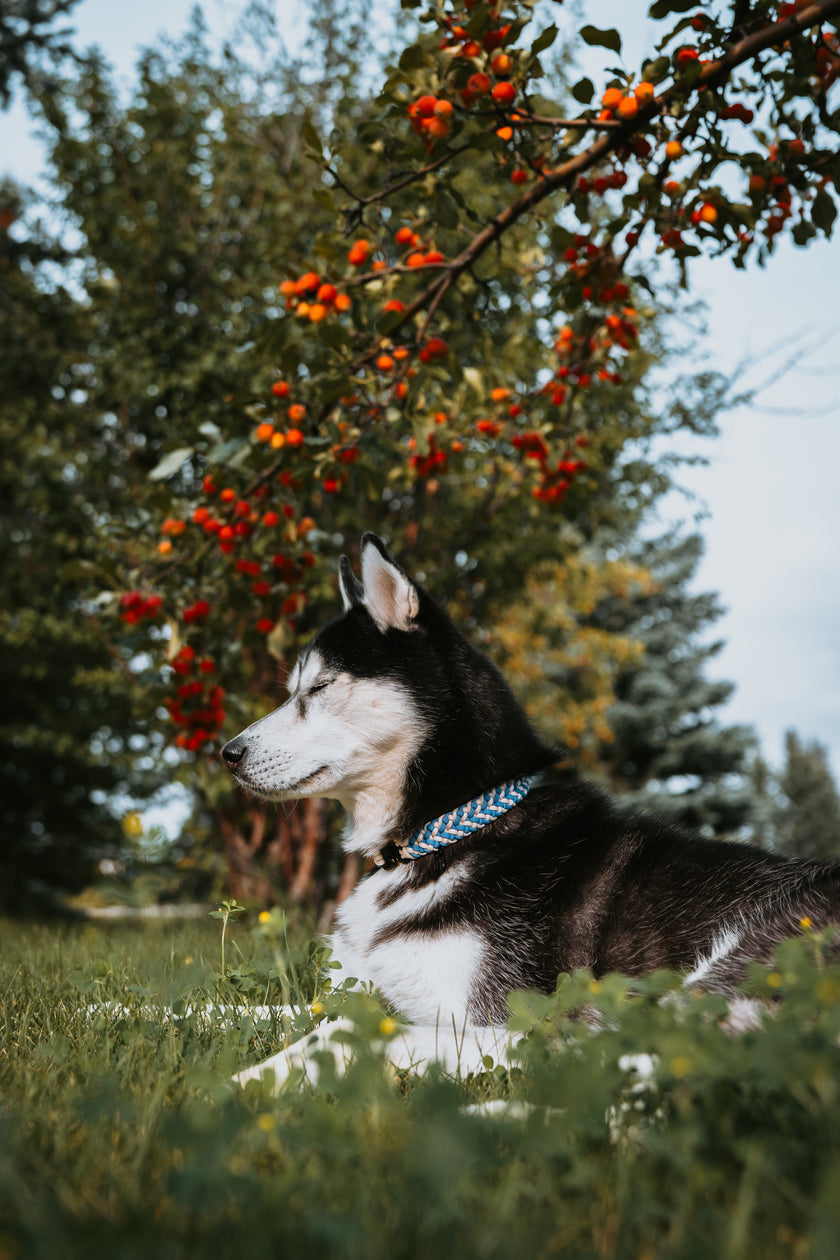 FIXI · fixed length collars