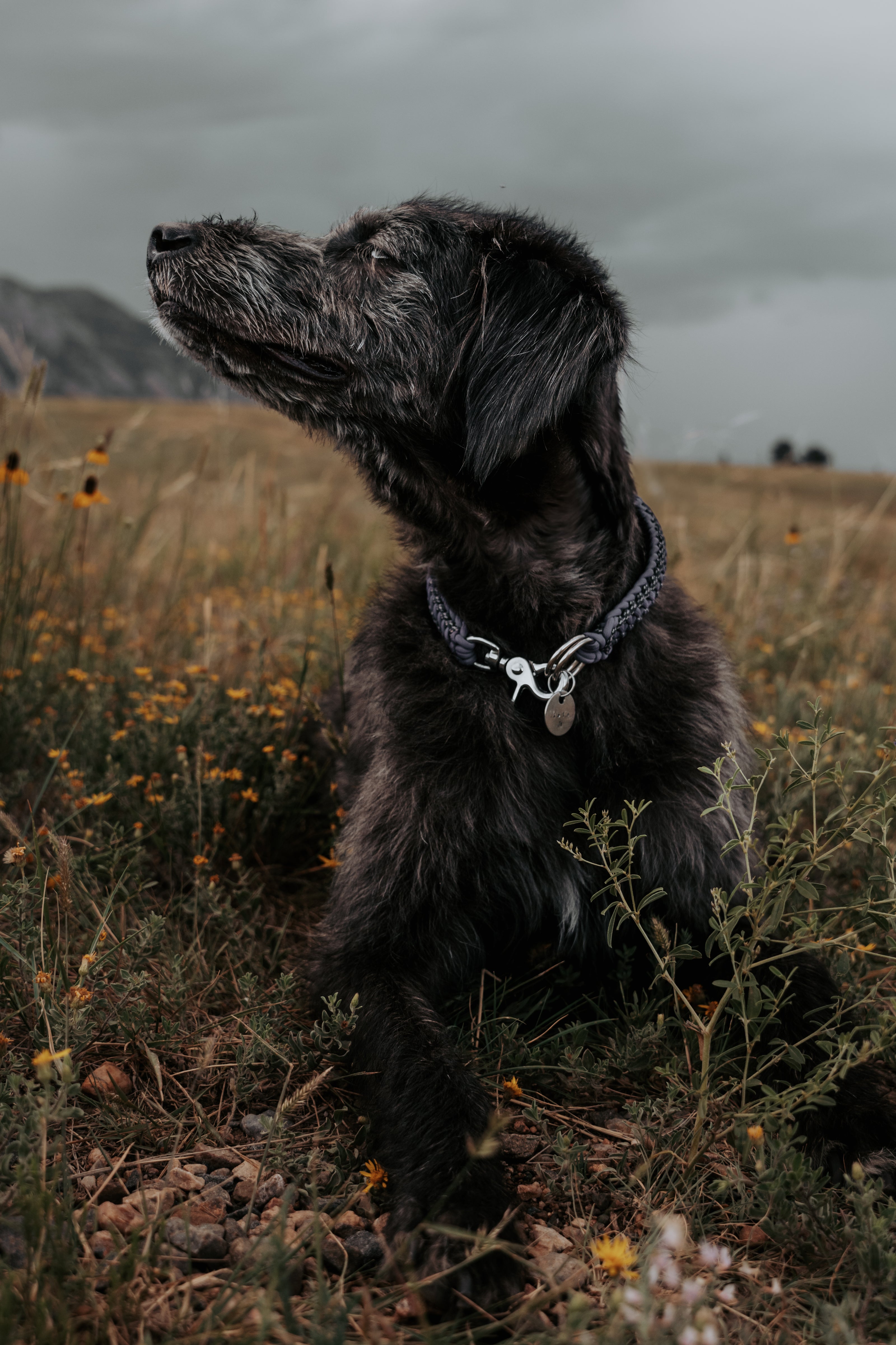 FIXI · fixed length collars