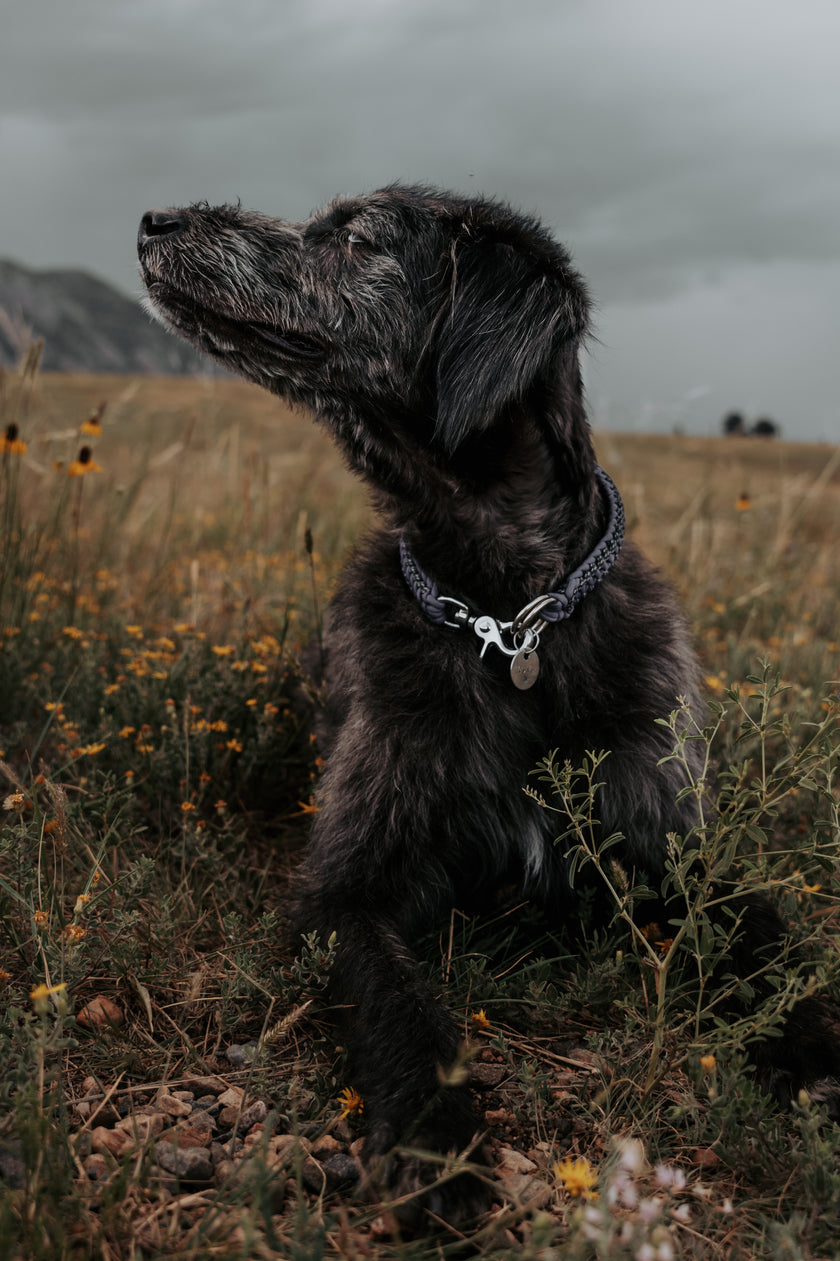 FIXI · fixed length collars