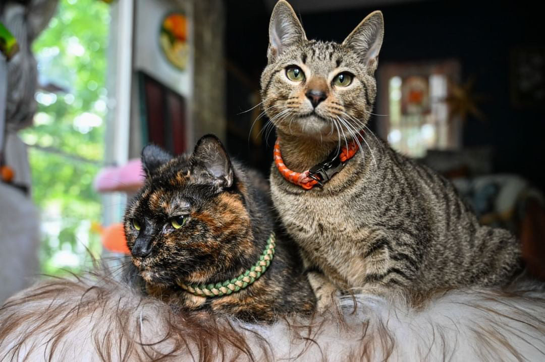 MINI · custom collar