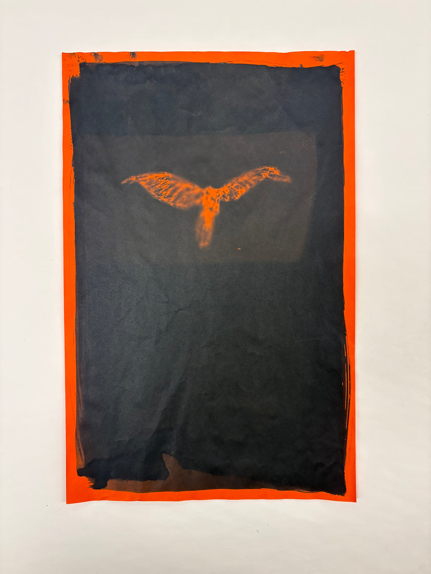 Cyanotypes - various works