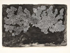 Serpent Drawings N.1 - N.12 and various other works
