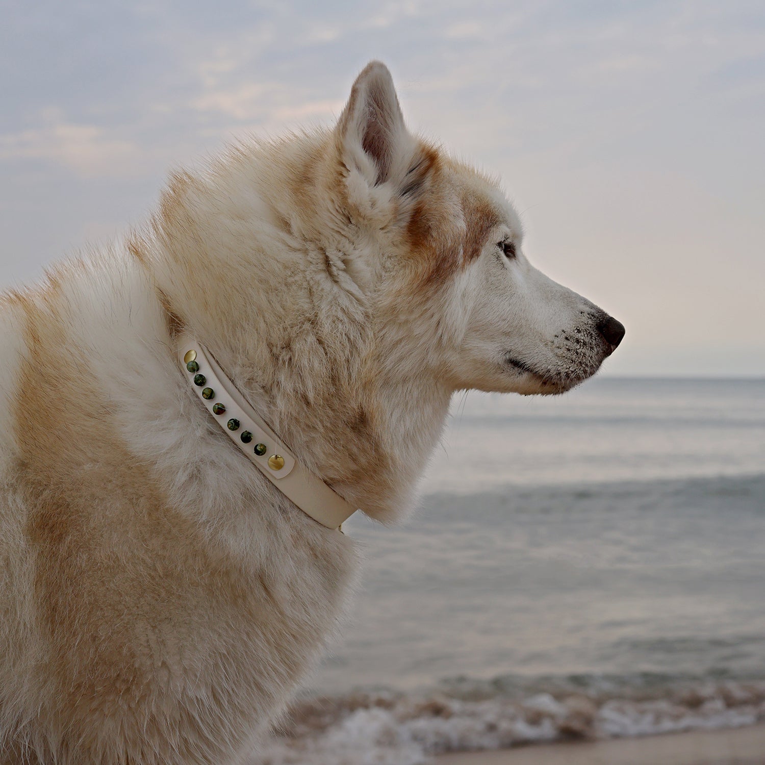 AURA • collar add-on