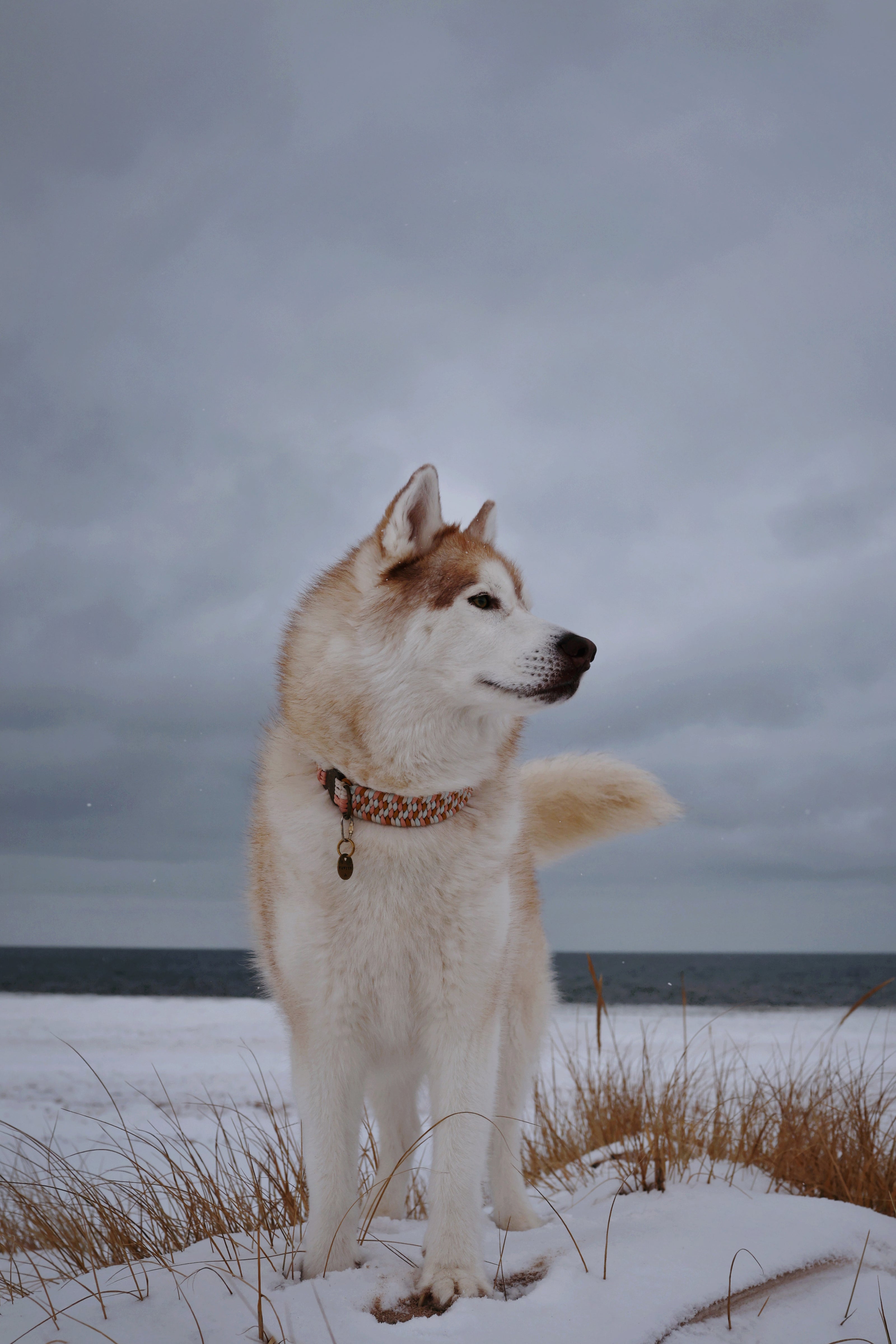 FIXI · fixed length collars