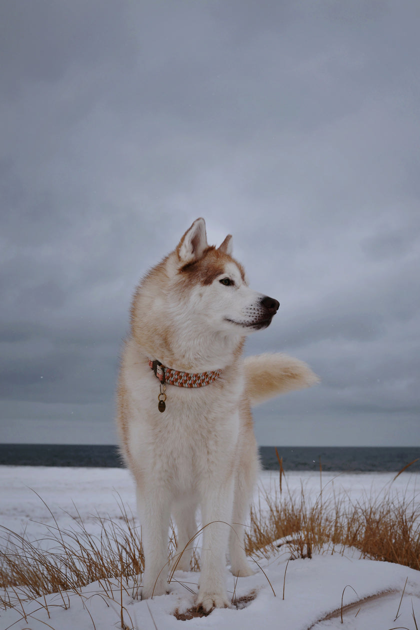 FIXI · fixed length collars